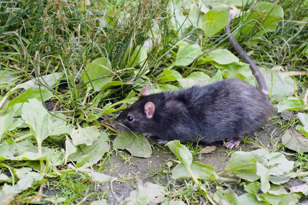 Black Rat