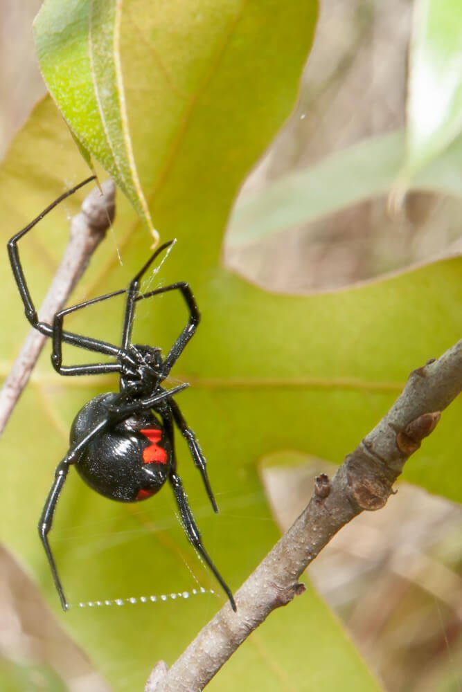 Black Widow