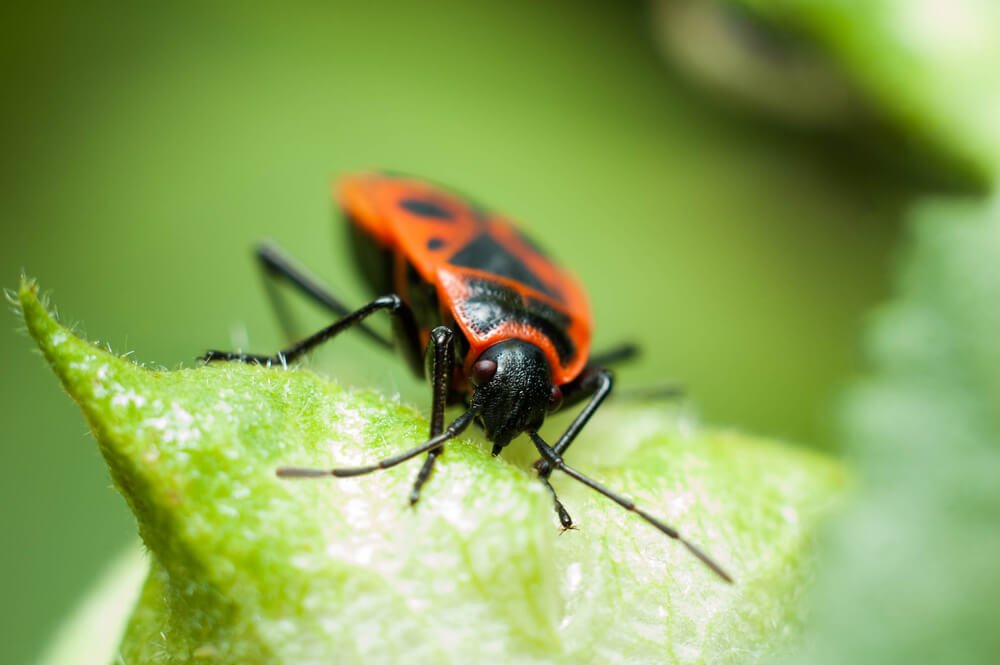 Box Elder bug