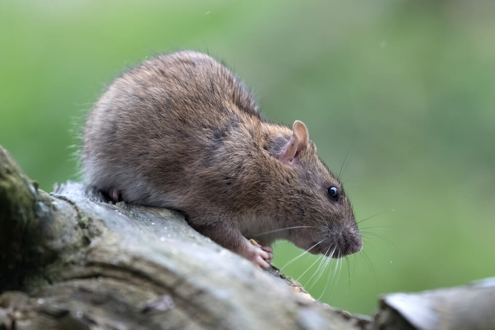 Brown Rat