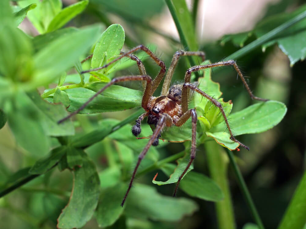 Brown Recluse