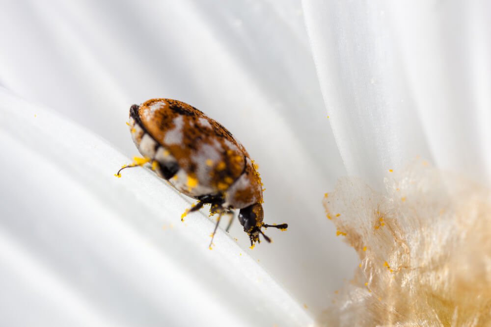 Carpet Beetle