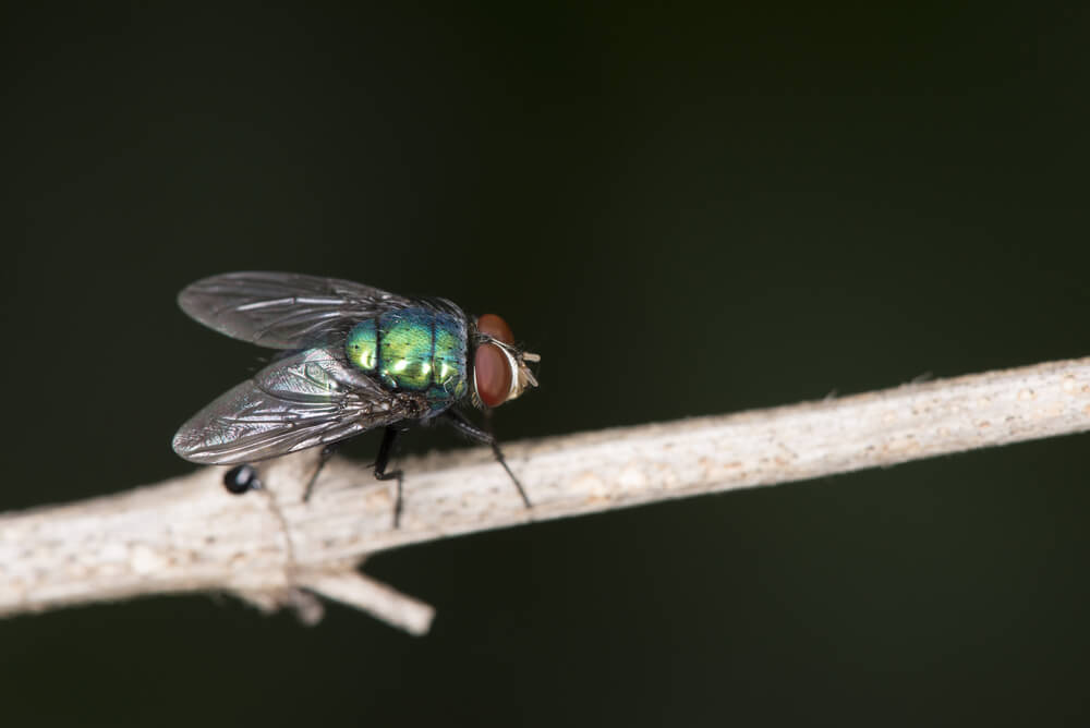 Cluster Fly