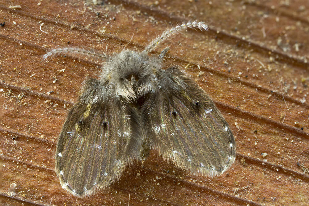 Drain Fly 