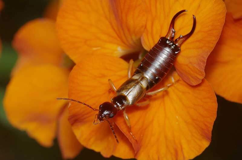 Earwig