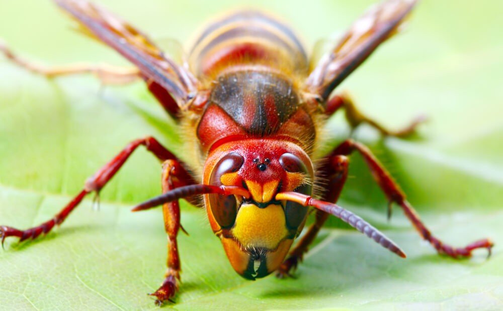 European Hornet