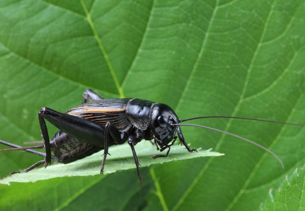 Field Cricket