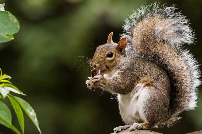 Gray Squirrel