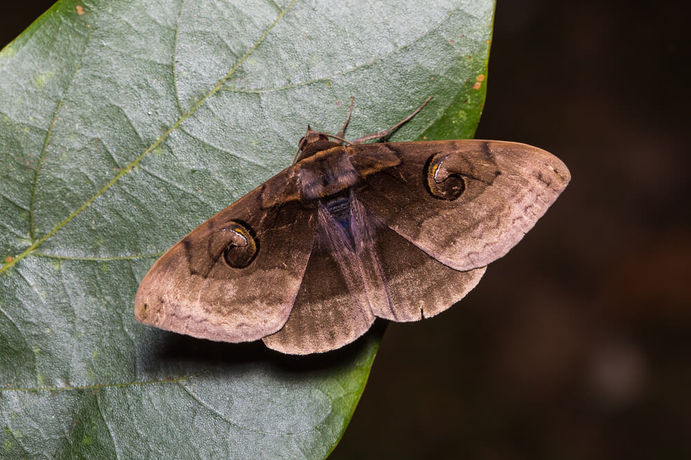 Indian Meal Moth