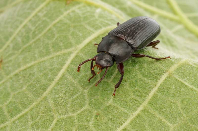 Mealworm Beetle