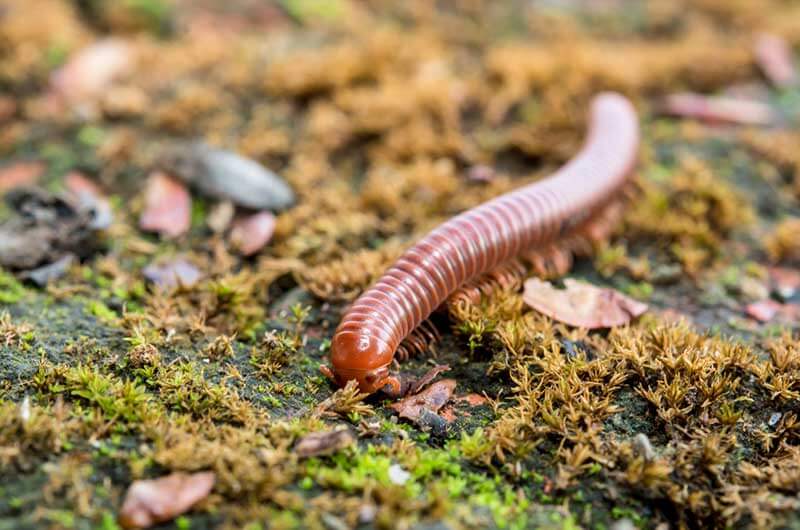 Millipede