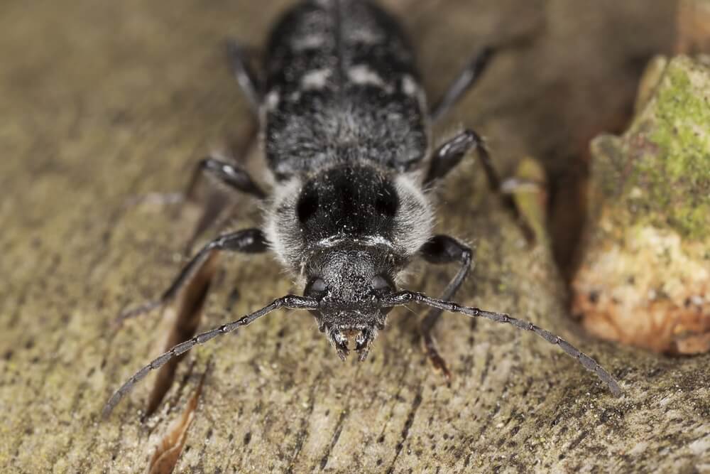 Old House Borer