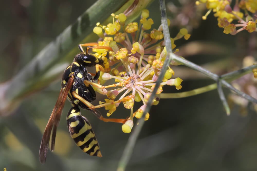 Paper Wasp