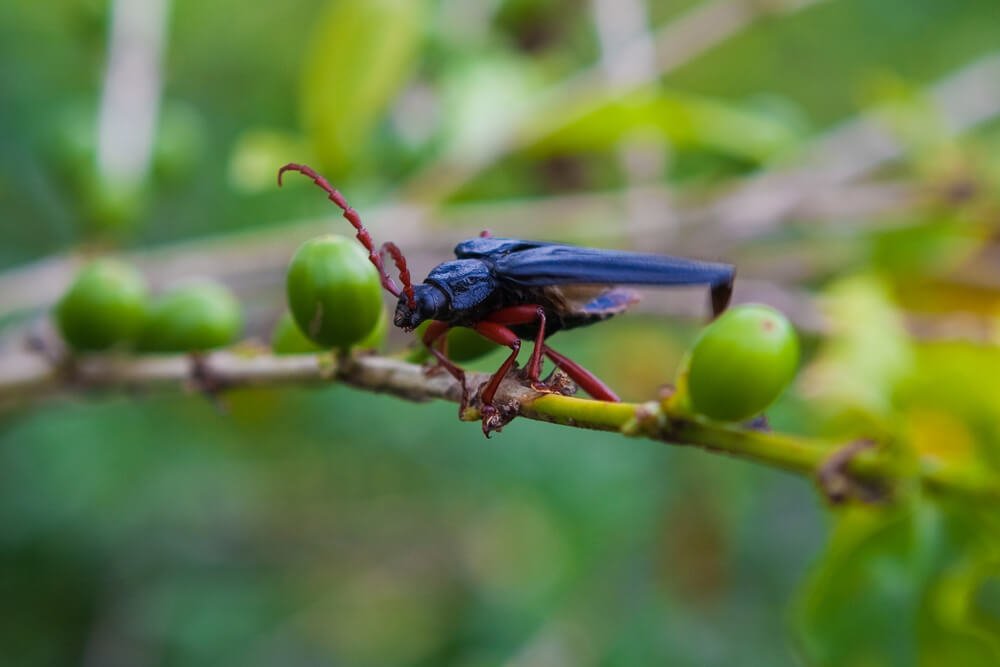 Red Flour Beetle 