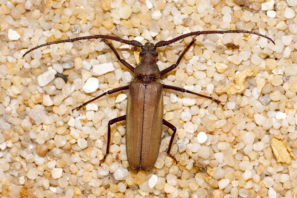 Sawtoothed Grain Beetle