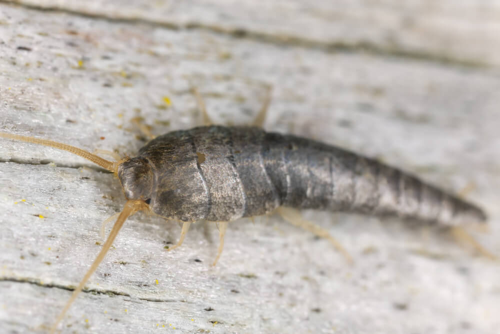 Silverfish