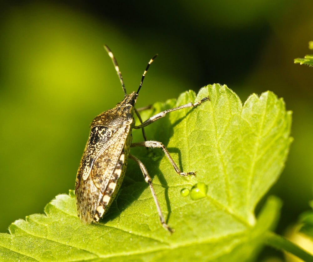 Stink Bug