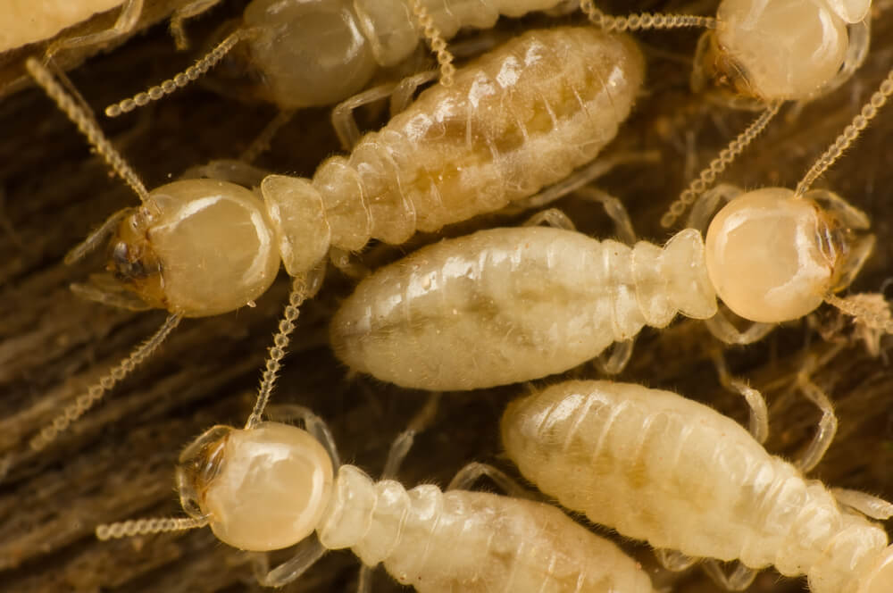 Subterranean Termite