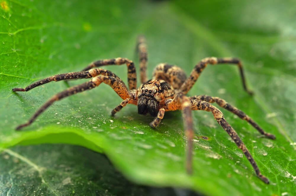 Wolf Spider